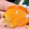 Hawaii hobbyist
