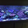 dontbuyxenia