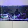 M small reef