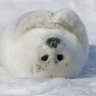 AlaskaReef