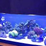 IAN aka NEMO