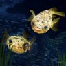 dreamofpuffers