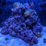 Reefcare1