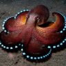 octoperson