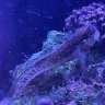 Joethefish