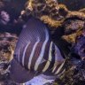BreadReef