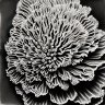 Tinfoil_Anemone