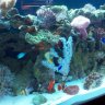 lovemyfishtank