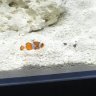 dans reef box