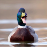 CrazyDuck959