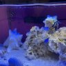 ReefBarbie