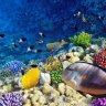 Reeferjunkie