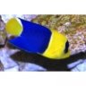 TRIGGERFISH