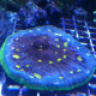 saltwaterclown