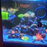 Hankcorals