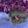 Ericsreef