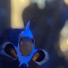 reef247
