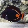 Reefcatch