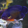 genericfishname