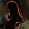 copperbandbutterfly