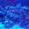 Aussiereef