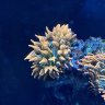 ReefLife_Guy