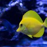 CoralHubb