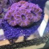 donnapramus