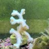 fishRus