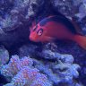 Thunder_reef