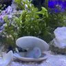 AlgaeLove