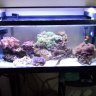 Reefalistic1