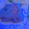 BionicReef73
