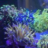 dixons_reef