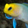 fishywishy
