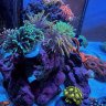 r0s.reef