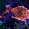 caddnima_reef
