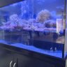 PrattysReef