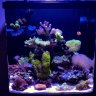 ReefChaos