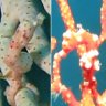 Crazy Seahorse Lady
