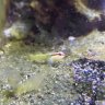 Goby Bryant