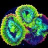 ReefGenesis