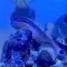 coralconor