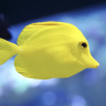 anthonyh33