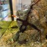 koodsreef