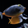 ReefKnight2