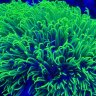 OctoReef12