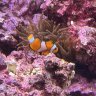 Anemonedude