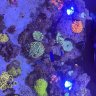 G’s Reef