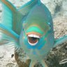 fishgirljockey